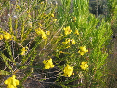 Liparia hirsuta