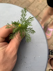 Matricaria discoidea