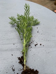 Matricaria discoidea