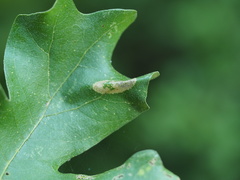 Phyllonorycter fitchella