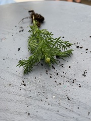 Matricaria discoidea