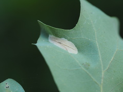 Phyllonorycter fitchella