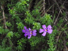 Jamesbrittenia tenuifolia