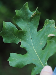 Phyllonorycter fitchella