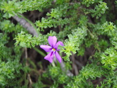 Jamesbrittenia tenuifolia