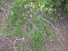 Jamesbrittenia tenuifolia
