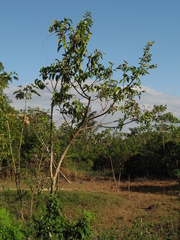 Annona hypoglauca