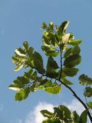 Annona hypoglauca