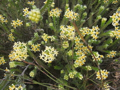 Gnidia chrysophylla