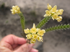 Gnidia chrysophylla