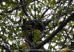 Rupornis magnirostris