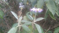 Solanum granulosoleprosum