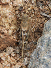 Leprus