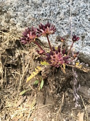 Chaerophyllum eriopodum
