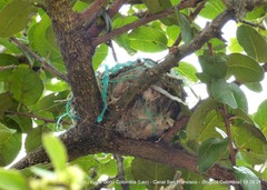 Pyrocephalus rubinus