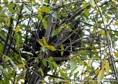 Rupornis magnirostris