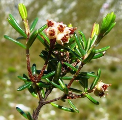 Erica obtusata