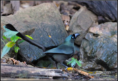 Racket-Tailed Treepie photo 1