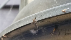Culiseta incidens