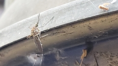 Culiseta incidens