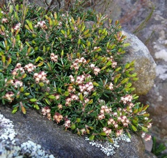 Erica obtusata