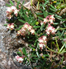 Erica obtusata