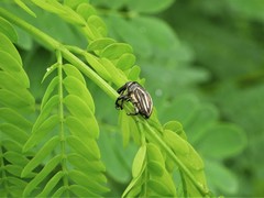 Sternuchopsis waltoni