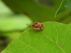 Laccoptera nepalensis