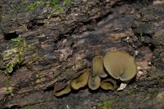 Cenangiaceae