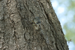 Hyalessa maculaticollis