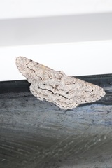 Stenoporpia pulmonaria