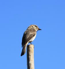 Muscicapa adusta adusta