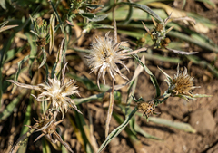 Pyrrocoma carthamoides