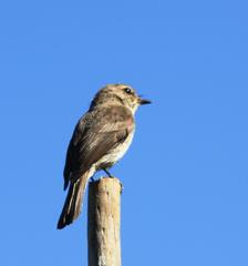 Muscicapa adusta adusta