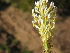 Hebenstretia integrifolia