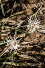 Pyrrocoma carthamoides