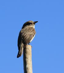 Muscicapa adusta adusta