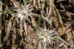 Pyrrocoma carthamoides