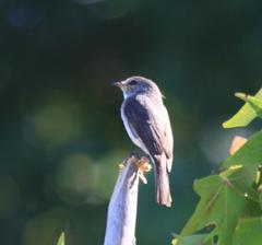 Muscicapa adusta adusta