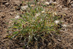 Pyrrocoma carthamoides