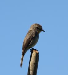 Muscicapa adusta adusta