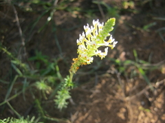 Hebenstretia integrifolia