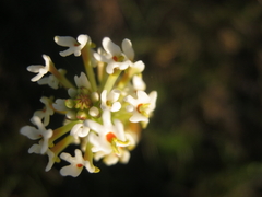 Hebenstretia integrifolia