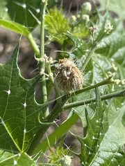 Cnidoscolus maculatus