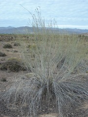 Gomphocarpus filiformis