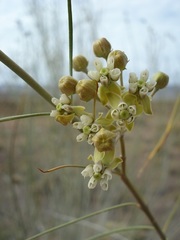 Gomphocarpus filiformis