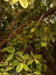 Argya striata