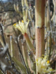 Kleinia longiflora