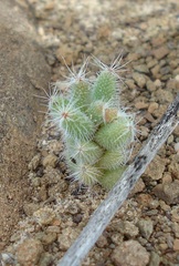 Trichodiadema setuliferum