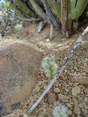 Trichodiadema setuliferum